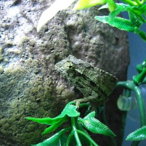 Male Pygmy