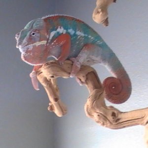 Reptiles 007