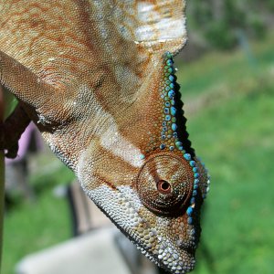 Trioceros Cristatus