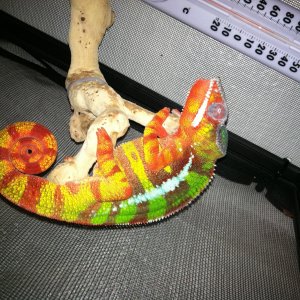 Panther Chameleon " Morphius "