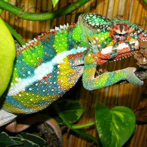 Male After Having Fun