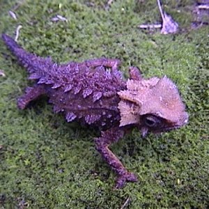 Brookesia Perarmata