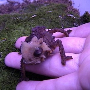 Brookesia Perarmata