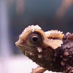 Brookesia Perarmata