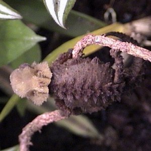 Brookesia Perarmata