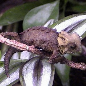 Brookesia Perarmata