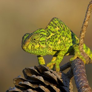 European Chameleon (wild)