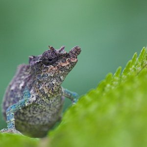 Nguru Pygmy Chameleon (wild)