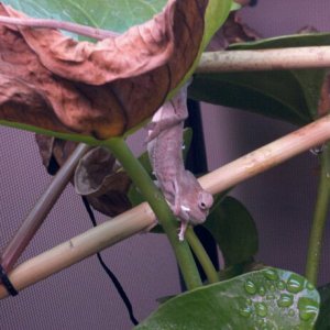 Finishing First Shed