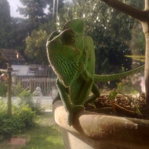 Sun Bathing