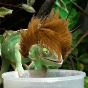 Bad Hair Day