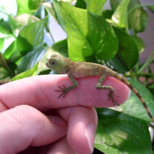 Gonocephalus Chamaeleontinus