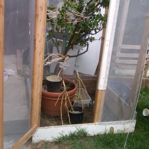 My Female Panther's Cage 1