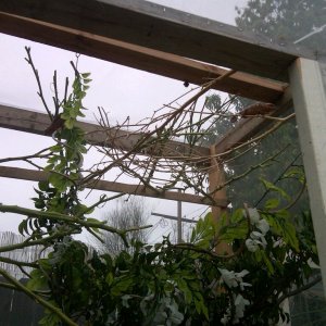 Female Cage #3