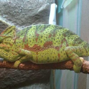 My Pet