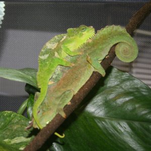 Trioceros Quadricornis Pair