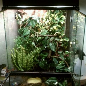 Cavie's Enclosure
