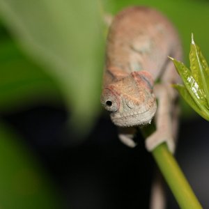 Chameleon Photos 002