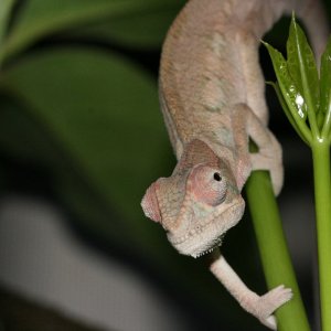 Chameleon Photos 004