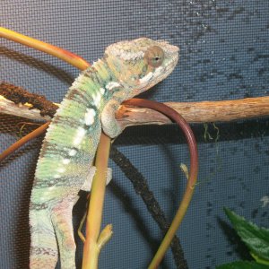 Victor