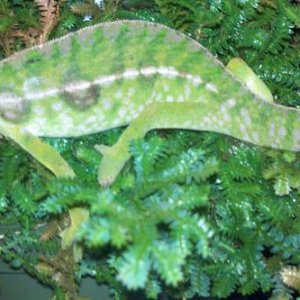 Furcifer Lateralis Major