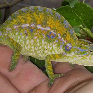 Furcifer Lateralis Major