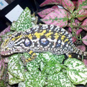 Furcifer Lateralis Major