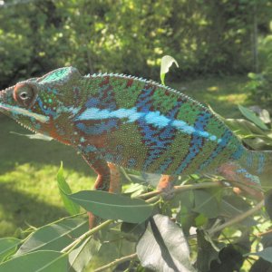 Archimedes Outside Colors