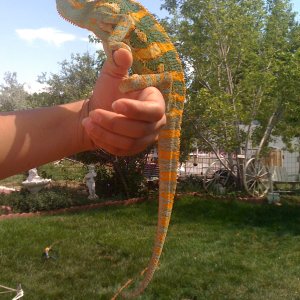Yoshi