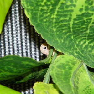Hidden Eye
