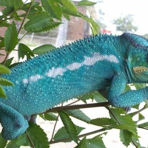 Furcifur Pardalis