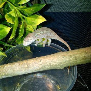 Baby Panther Chameleon