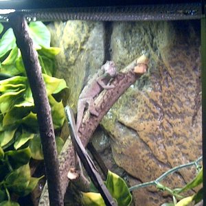 Baby Panther Chameleon