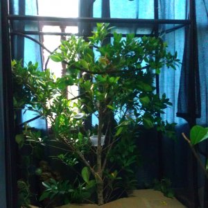 My Veiled Set Up 90% Complete!