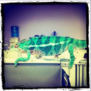 Panther