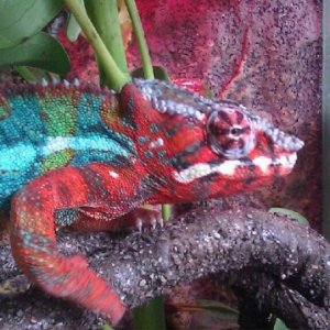 This Is King Leonidas....