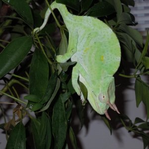 Waldo - T. deremensis