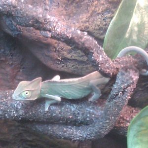 New Veiled Chameleon