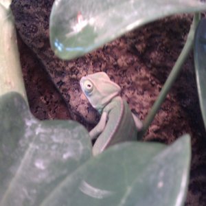 Rango!!!!