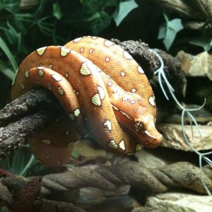 Medusa My Nasty Green Tree Python