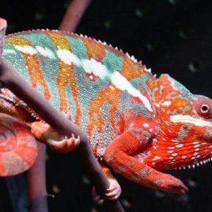 Sandrachameleon-albums-sandra-s-chameleons-picture10861-arnold 1