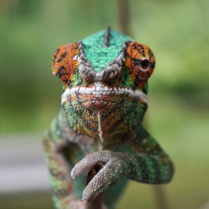 Panther Chameleon