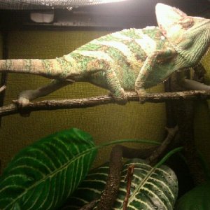 King Of The Jungle