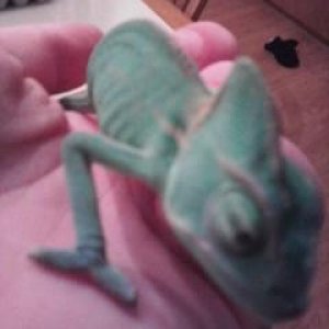 Baby Rango