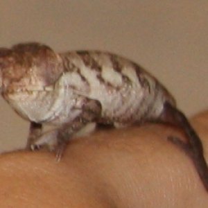 Baby Cham