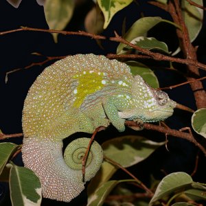 Montium In Sleep Mode