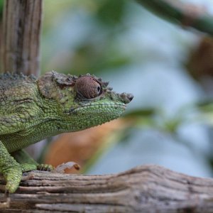 Female Trioceros Fuelleborni