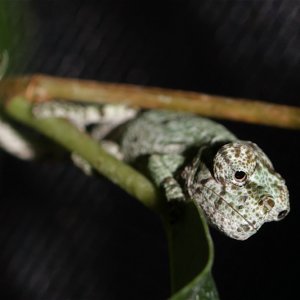 Kinyongia Oxyrhina