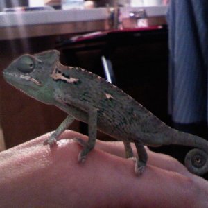Baby Nefarious