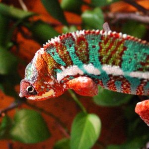 Panther Chameleon